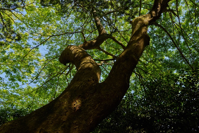 恵楓園の植物たち_e0135098_645829.jpg