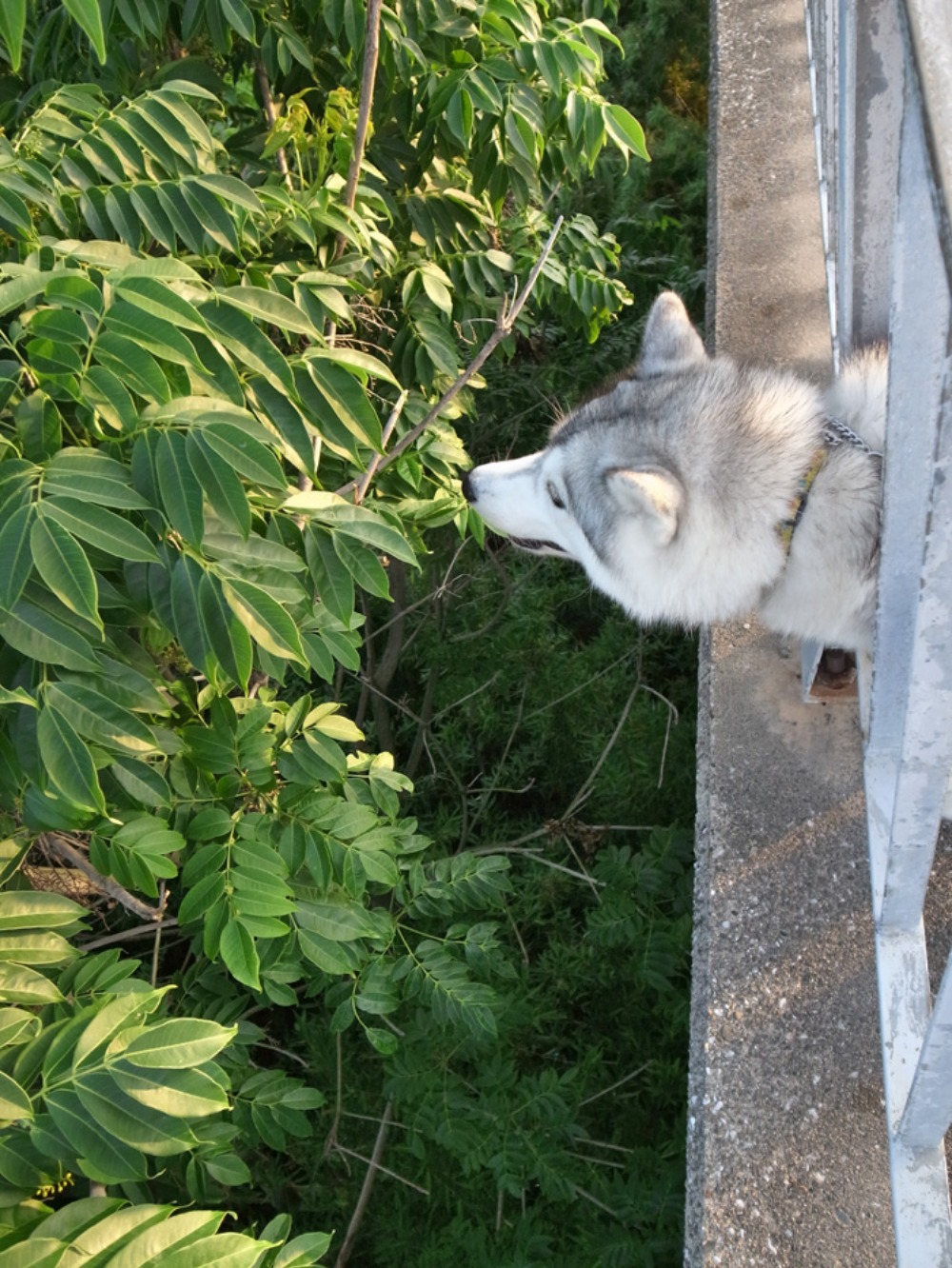 毎度おなじみの~♪ (*^_^*)_c0049299_2284956.jpg