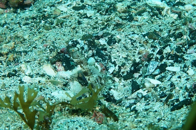 c0368903_09013417.jpg
