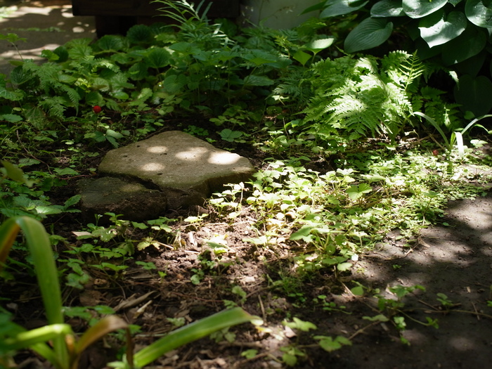 グランドカバー_e0276411_22492155.jpg