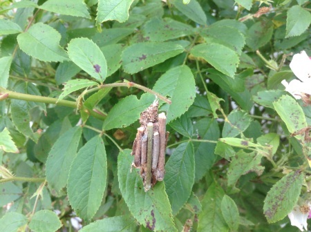 ミノムシ別名鬼の子 : 花の自由旋律