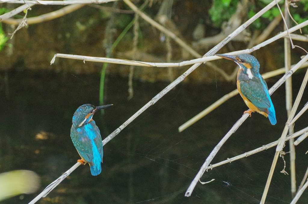 カワセミ、二番子誕生の期待が膨らみます！_e0293921_2134982.jpg