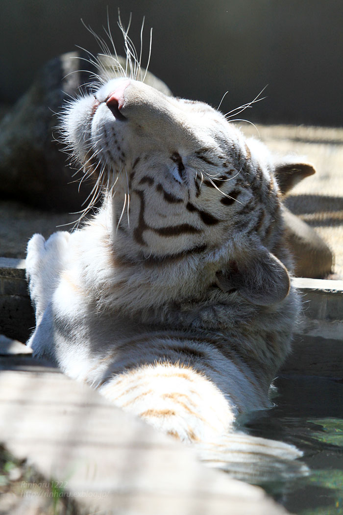 2015.5.30 宇都宮動物園☆ホワイトタイガーのアース【White tiger】_f0250322_20142628.jpg