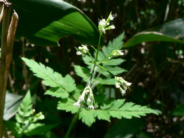 藪人参 ヤブニンジン 花の仲間調べ