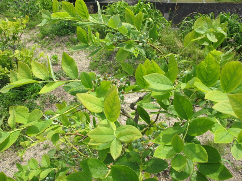 f0076731_17364023.jpg