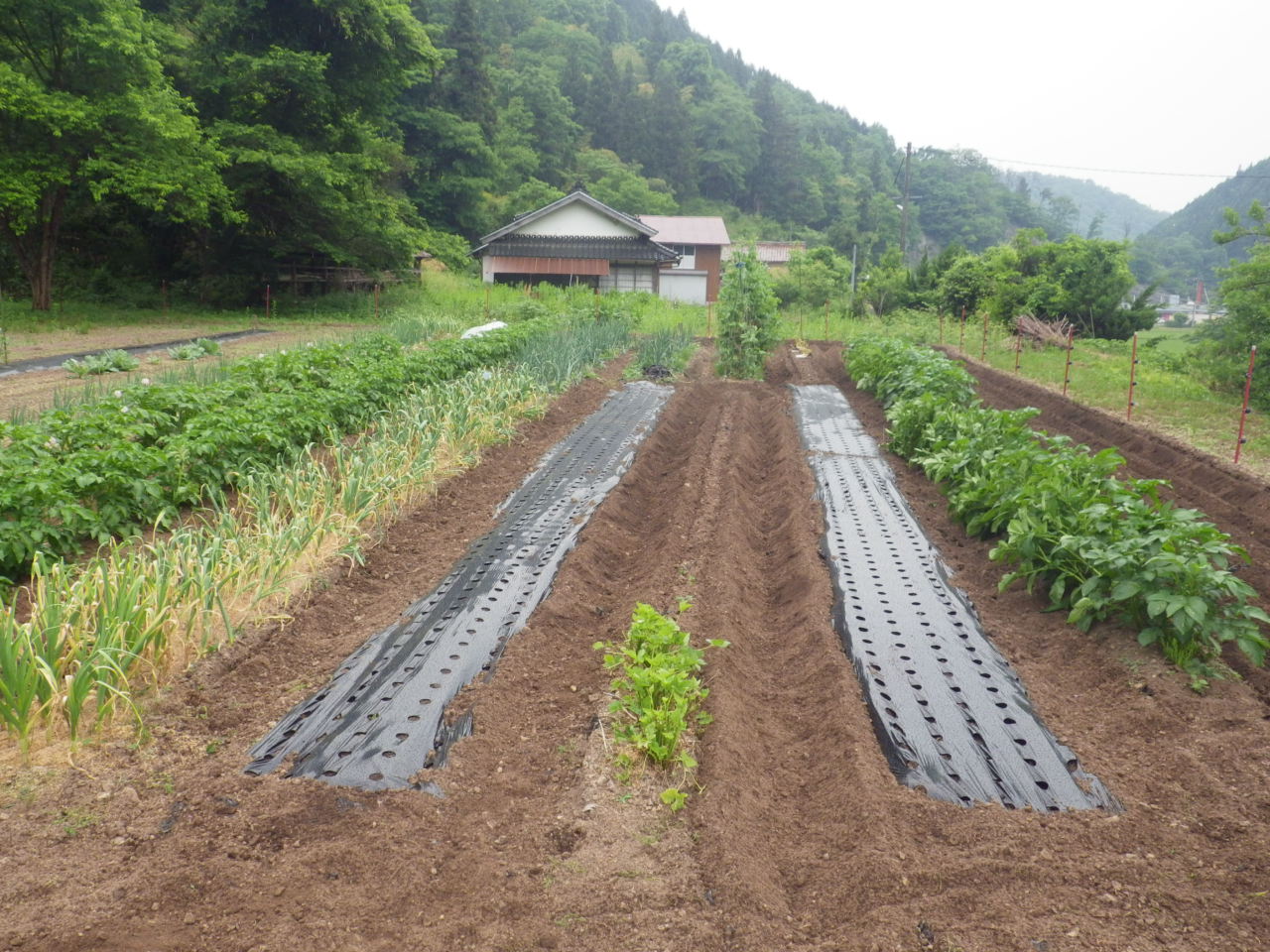 サツマイモ植え付け場所耕作出来ました。_c0300035_1252766.jpg