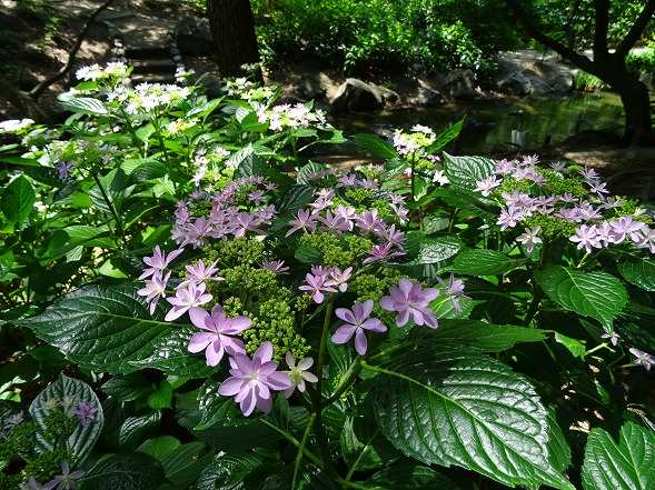 長居植物園の紫陽花_b0299042_13485856.jpg