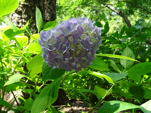 長居植物園の紫陽花_b0299042_1349415.jpg