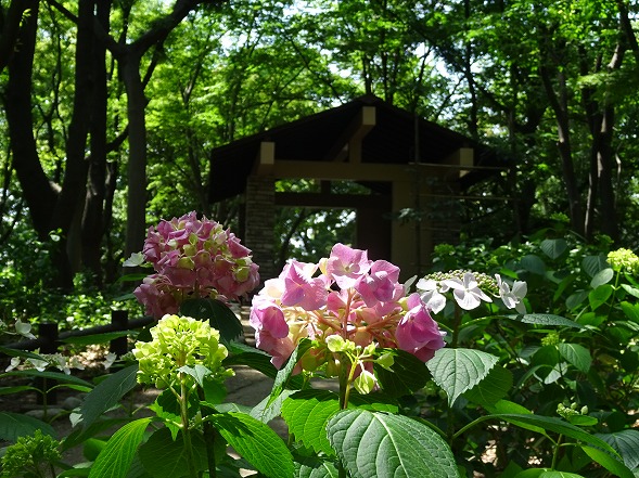 長居植物園の紫陽花_b0299042_13495412.jpg