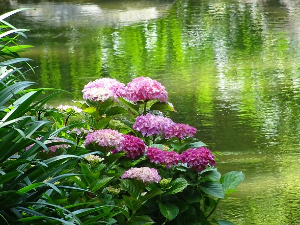 長居植物園の紫陽花_b0299042_1350437.jpg