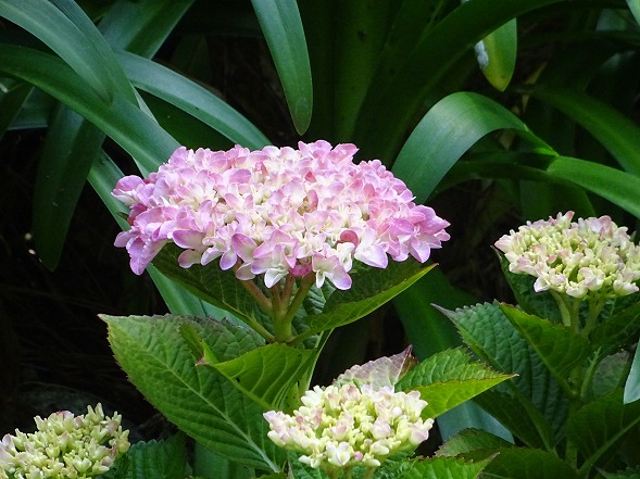 長居植物園の紫陽花_b0299042_154131100.jpg