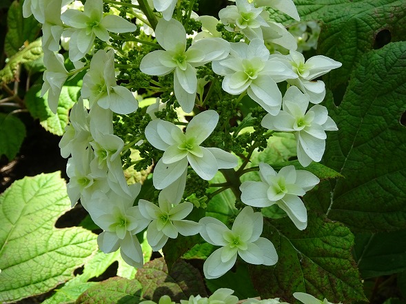 長居植物園の紫陽花_b0299042_15414640.jpg