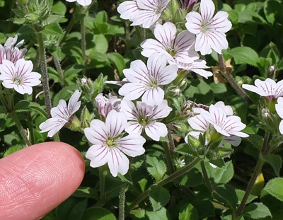 我が家の花：カーペットかすみ草_f0300842_13342327.jpg