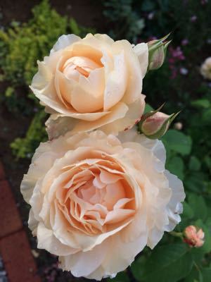 優等生のウィンダミア My Small Garden Sugar Plum