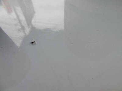 e0033751_1682364.jpg