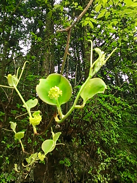 田舎の花々。名前はわからない^^;_c0073152_2314454.jpg