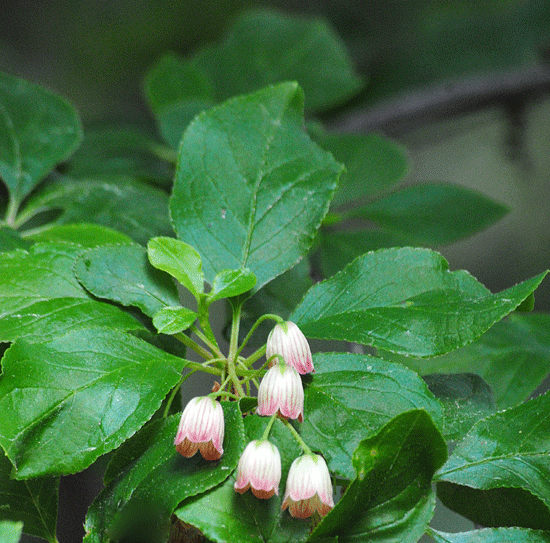 5月30日　赤城自然園 木の花 その1_a0001354_23541586.gif