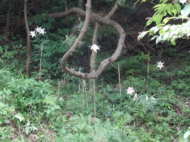 うみべの森でササユリが１１２輪咲きました_c0108460_21110801.jpg