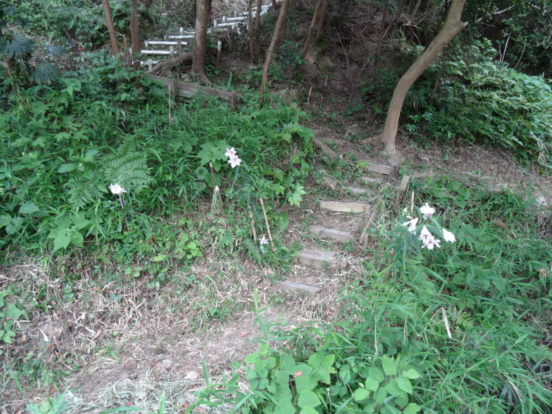 うみべの森でササユリが１１２輪咲きました_c0108460_21111483.jpg