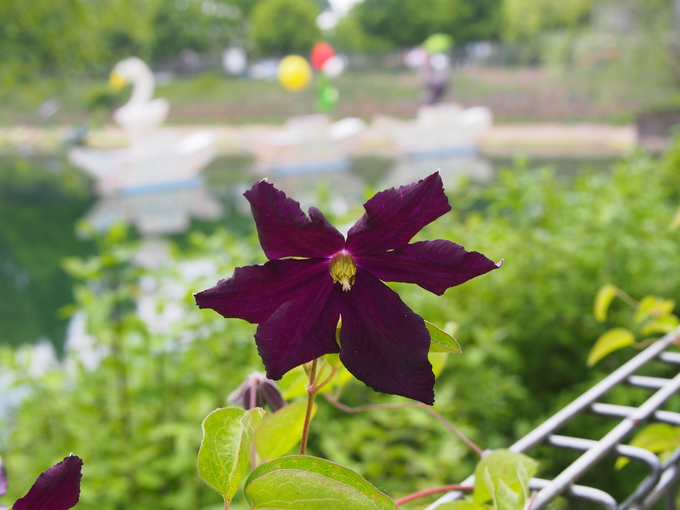 花フェスタ花だより　パートⅡ_b0194267_20331727.jpg