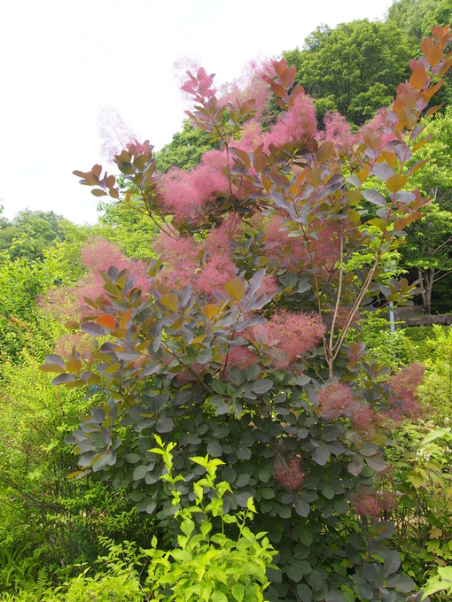 花フェスタ花だより　パートⅡ_b0194267_2046421.jpg