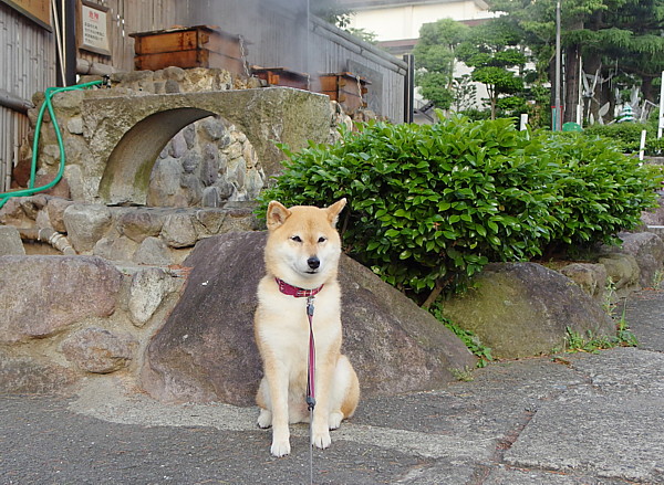 やっとの雨です_b0088173_17244445.jpg