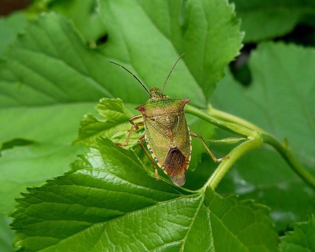 8年ぶりで観察した「アオクチブトカメムシ」　成虫_d0019074_16154426.jpg