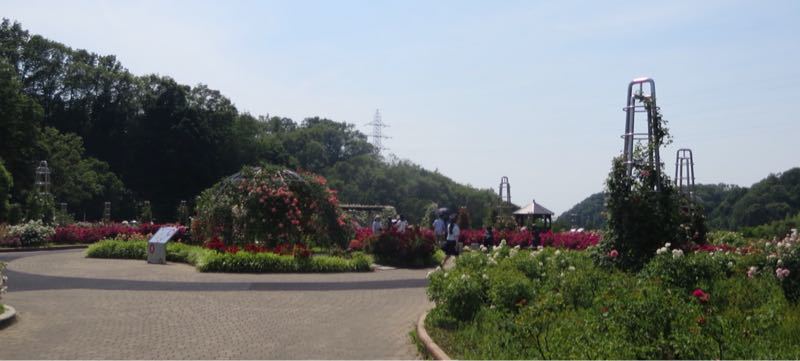 花フェスタ記念公園3_e0233674_12103615.jpg