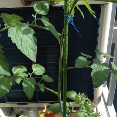 ミニトマト 曲がる ベランダ菜園日記
