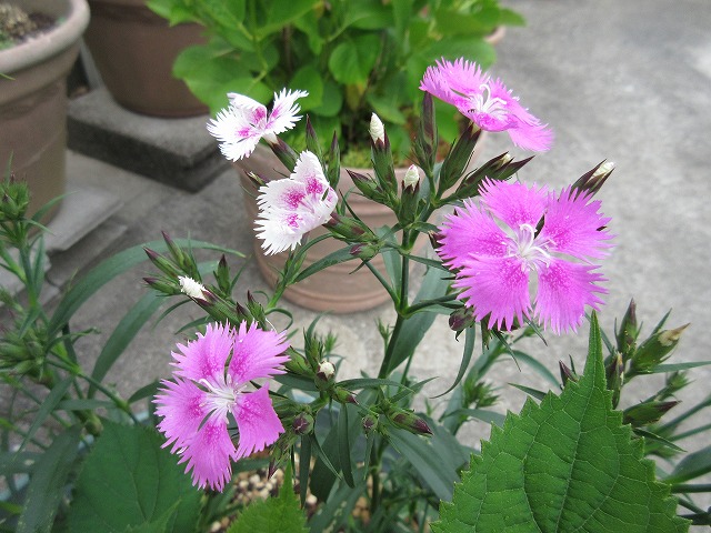 b0182884_20563581.jpg