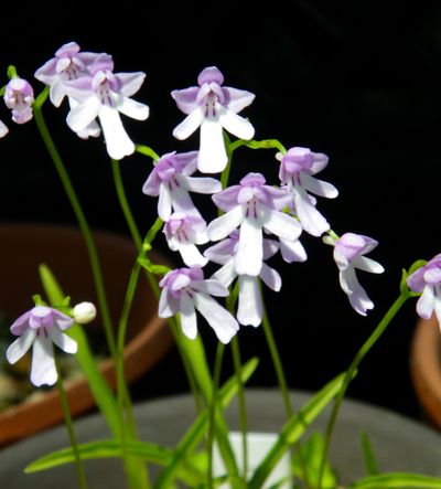 コアニチドリ、エノモトチドリ白紫点花など♪_a0136293_19153798.jpg