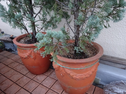 コニファー植え替え Bigrock周辺 コニファー植え替え Bigrock周辺