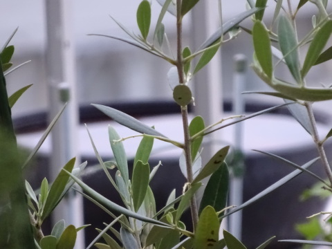 コニファー植え替え Bigrock周辺 コニファー植え替え Bigrock周辺