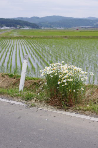 しんじゃう前に …_c0337494_09524445.jpg