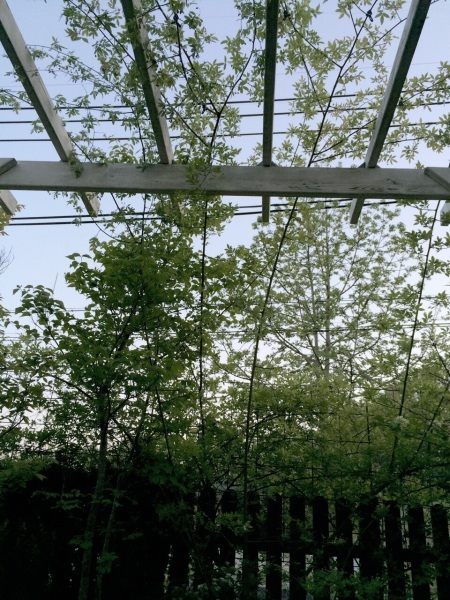e0107495_12372221.jpg