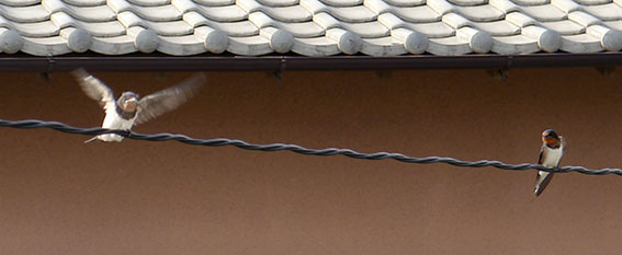 d0071596_16405814.jpg
