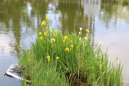 平和公園（青森）の花を若葉・青葉を愛でる・・・３_c0075701_2143593.jpg