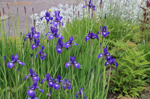 平和公園（青森）の花を若葉・青葉を愛でる、５月３１日（小満・末候）麦の秋至る・・・４_c0075701_21571587.jpg