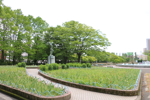 平和公園（青森）の花を若葉・青葉を愛でる・・・７_c0075701_22404614.jpg