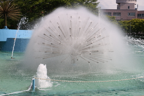 平和公園（青森）の花を若葉・青葉を愛でる・・・９_c0075701_2332023.jpg