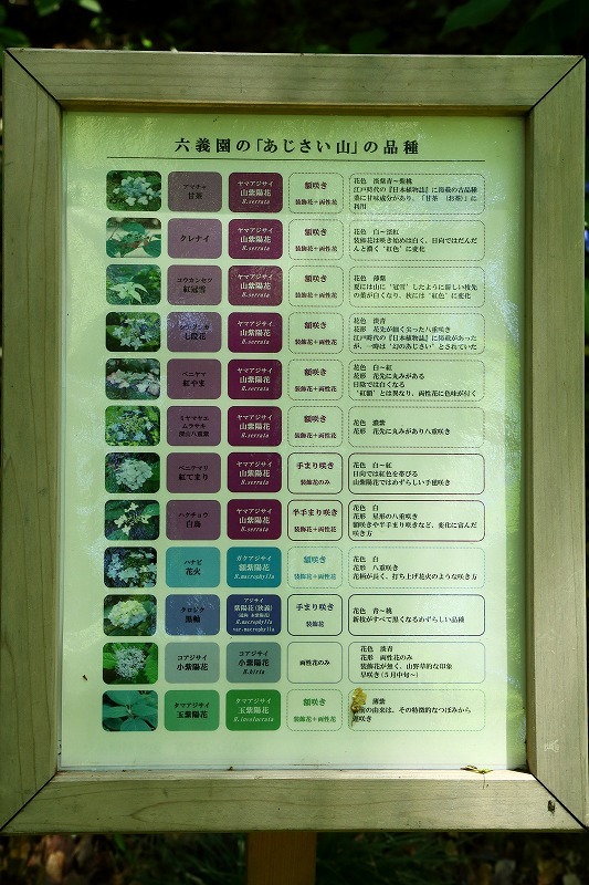 六義園のアジサイが少しずつ咲き始めてますが、見頃は１週間後か、２週間後でしょう_b0291402_09531628.jpg