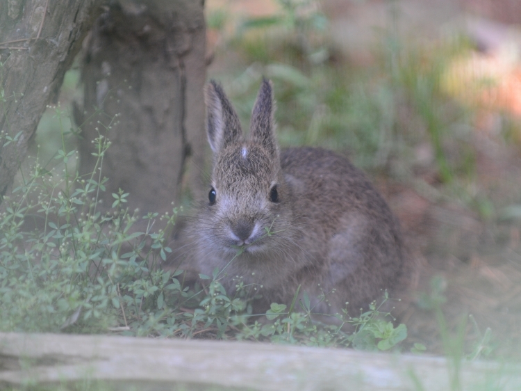 少し大きくなった小さなトウホクノウサギ_a0164204_01290876.jpg