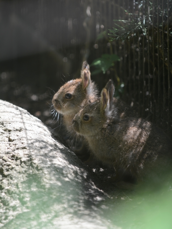 少し大きくなった小さなトウホクノウサギ_a0164204_01331998.jpg