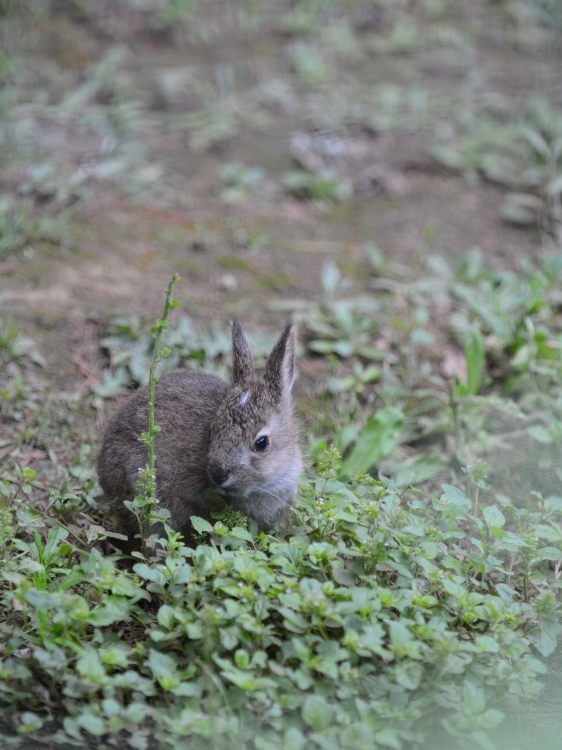 少し大きくなった小さなトウホクノウサギ_a0164204_01432276.jpg