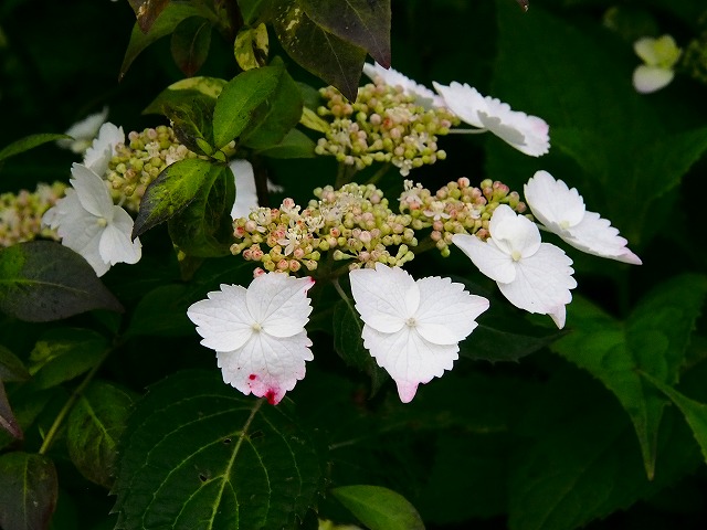 a0087818_10543437.jpg