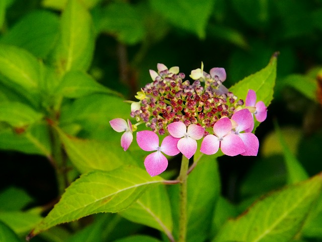 a0087818_10545716.jpg