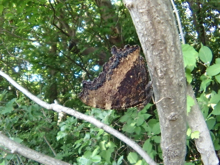 2015年5月下旬　埼玉南部公園　ミドリシジミ_c0353632_15364806.jpg