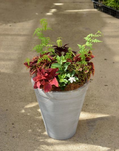初夏のフリー寄せ植え教室_a0228333_22152228.jpg