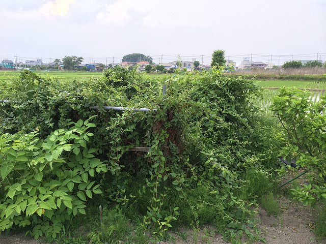 金銀花、という素敵な名前の厄介者_b0042538_14095408.jpg