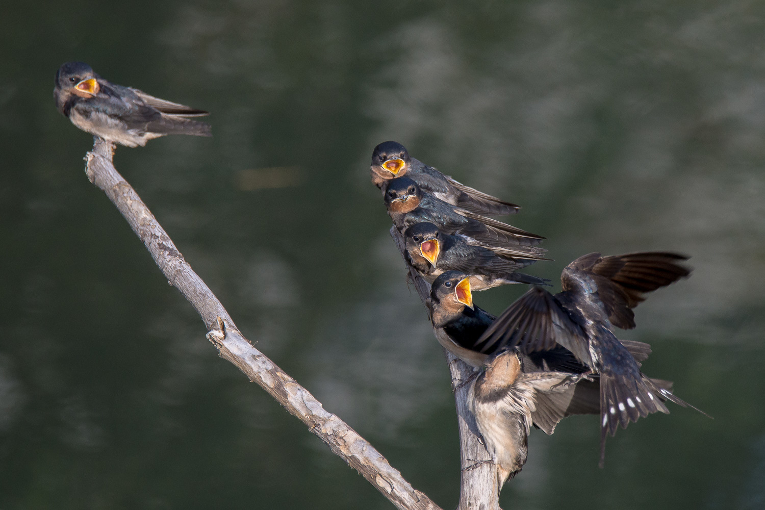 ツバメ幼鳥のダンゴ_d0292540_20484973.jpg